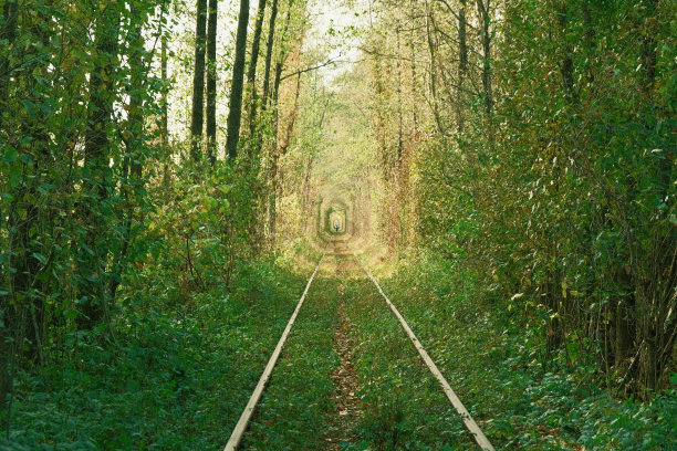 铁路上的自然爱情隧道。自然奇迹-乌克兰的爱情隧道。树木在铁路周围形成了一条隧道。图片下载