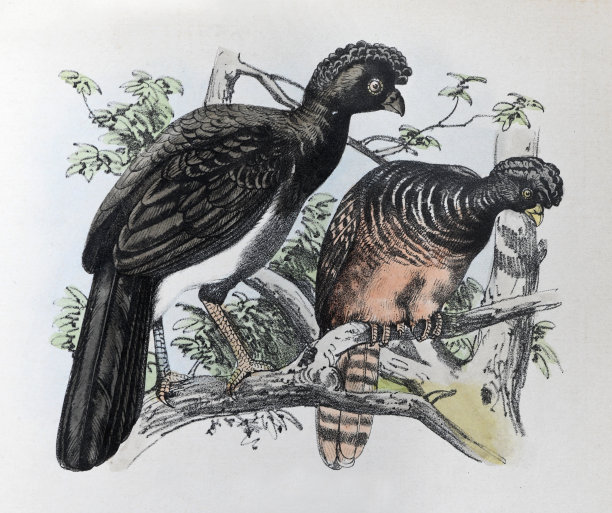 黑色curassow，光滑嘴curassow或冠状curassow (Crax alector) -复古彩色插图图片下载