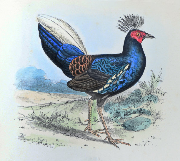高山鸡(Gallus ignitus) -老式彩色插图图片下载