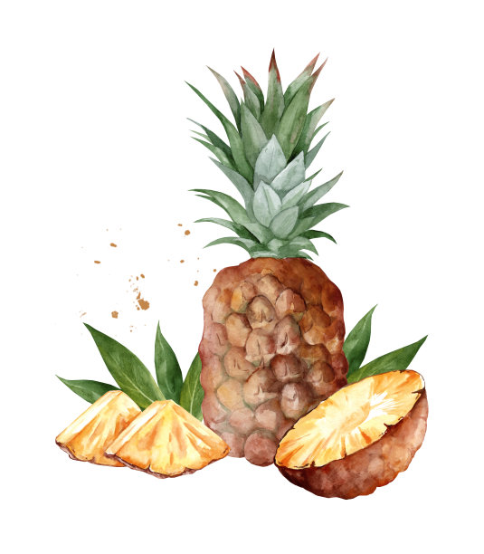 菠萝。水彩手绘插图孤立在白色背景上图片下载