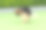 德国牧羊犬在后院里大便图片下载