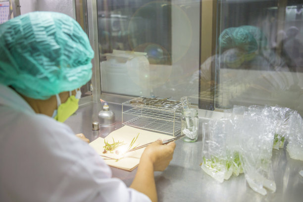 组织培养或植物培养图片下载