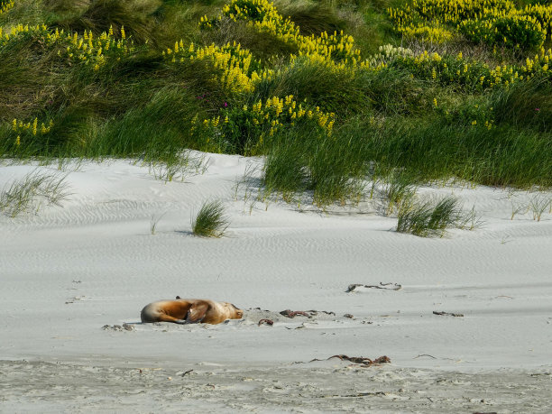 新西兰海狗图片下载