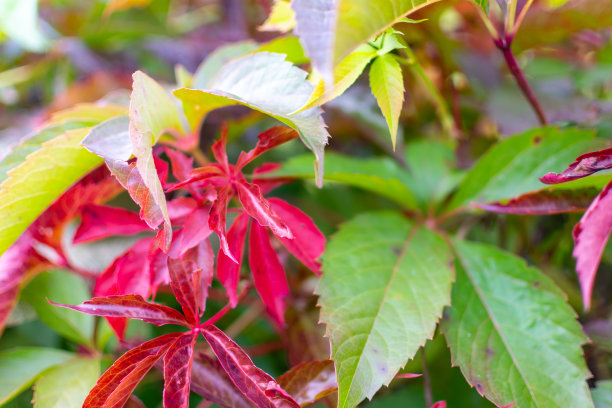 秋天颜色的弗吉尼亚藤蔓植物。图片下载