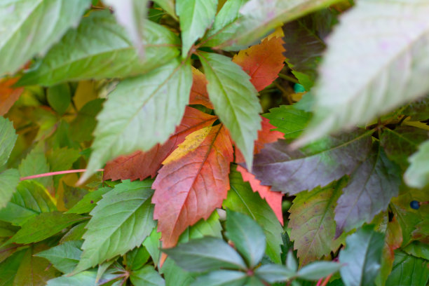 秋天颜色的弗吉尼亚藤蔓植物。图片下载