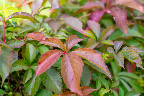 秋天颜色的弗吉尼亚藤蔓植物。图片下载