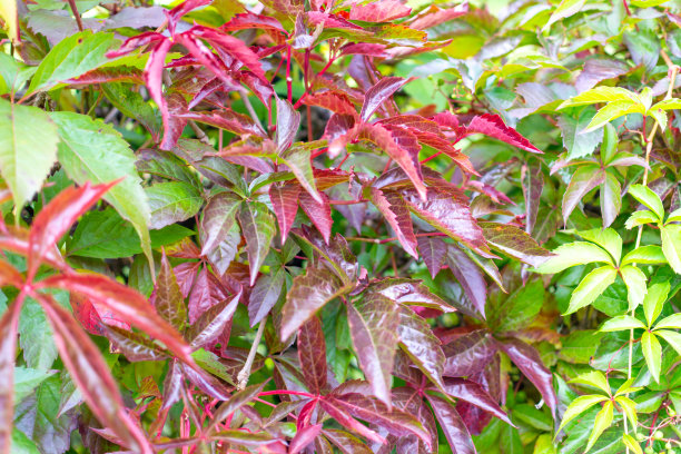 秋天颜色的弗吉尼亚藤蔓植物。图片下载