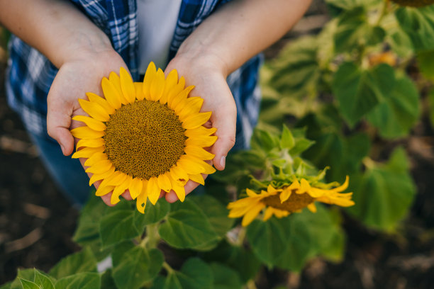 在夕阳的余晖中，一位农妇用手检查田里的向日葵。农业综合经营，美丽的向日葵天然种植园图片下载