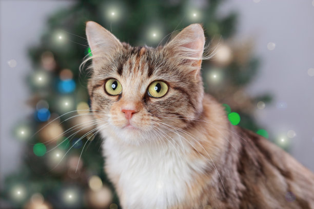 可爱的猫在新年树旁边装饰。一只猫坐在圣诞彩灯的背景上。小猫特写。圣诞快乐。宠物。闪亮的星星。家里的宠物。绿眼睛的小猫。假期。冬天图片下载