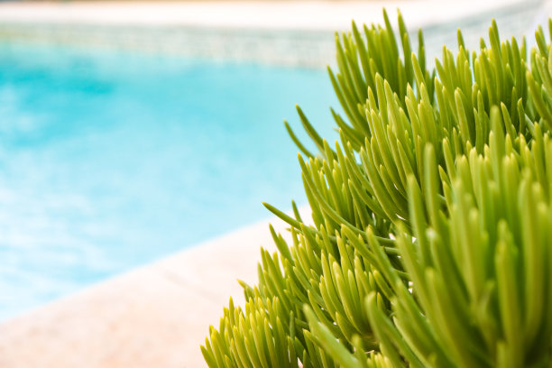 绿色的仙人掌在游泳池的背景图片下载