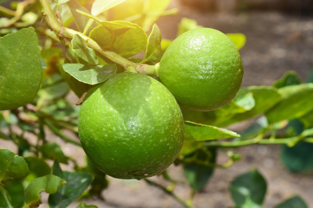 绿色的柠檬，花园里树上的酸橙，阳光照在柠檬上图片下载