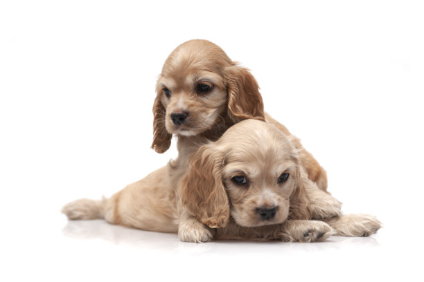 白色背景的可卡犬幼犬图片下载