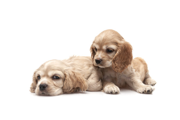 白色背景的可卡犬幼犬图片下载