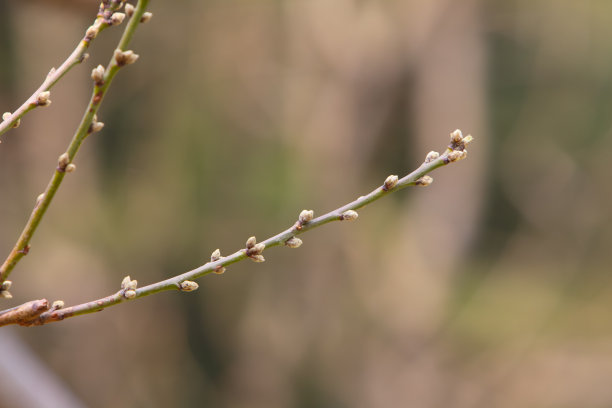 春天树芽图片下载