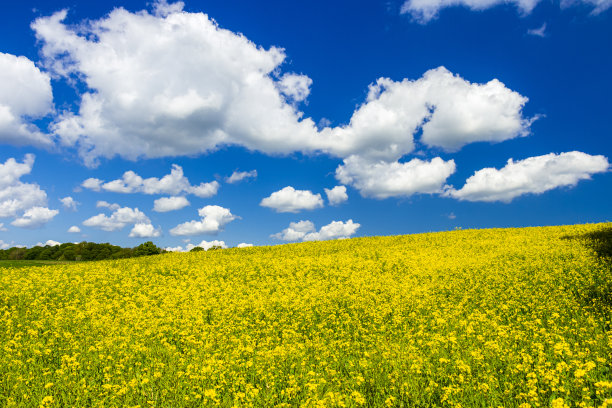 利谷惠特姆斯特德赫特福德郡图片下载