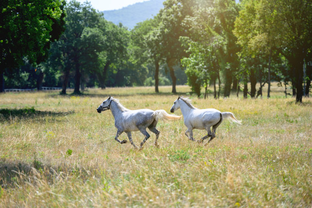 野马跑图片下载
