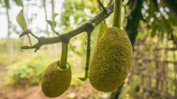 近距离照片双胞胎杰克水果在后院。图片下载