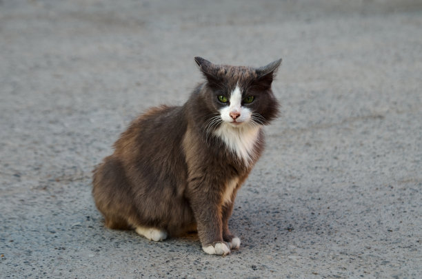 坐在路上的黑白流浪猫的肖像图片下载