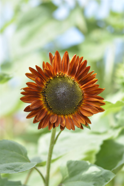 向日葵秋天美丽图片下载