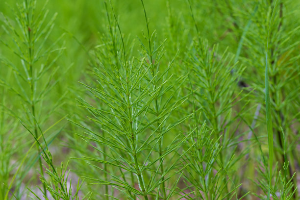 草地上的绿色马尾草，点缀着晨露。图片下载