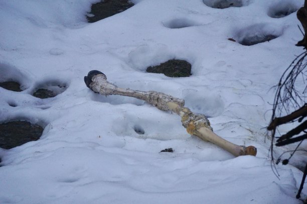 巴伐利亚森林国家公园的熊午餐。雪地里被咬伤的牛腿。雪地里的牛骨头。熊已经吃了牛，正在睡觉。雪地上有熊的脚印。图片下载