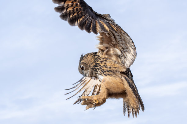 鹰枭着陆图片下载