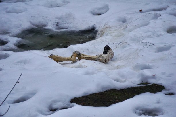 巴伐利亚森林国家公园的熊午餐。雪地里被咬伤的牛腿。雪地里的牛骨头。熊已经吃了牛，正在睡觉。雪地上有熊的脚印。图片下载
