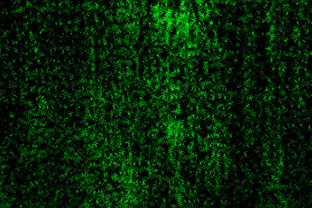 抽象的深绿色森林植被纹理图片下载