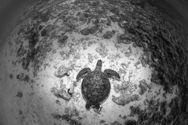 绿海龟图片下载