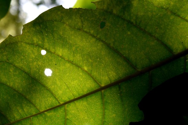 绿叶纹理背景图片下载