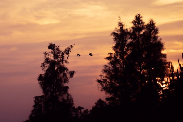 日落时树上鸟儿的剪影。图片下载
