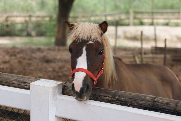 马在动物园里吃植物图片下载