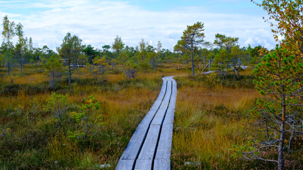 克默鲁，国家自然公园。一条穿过有小松树、沼泽植物和池塘的沼泽湿地的木路。户外远足路线和健康的生活方式。图片下载