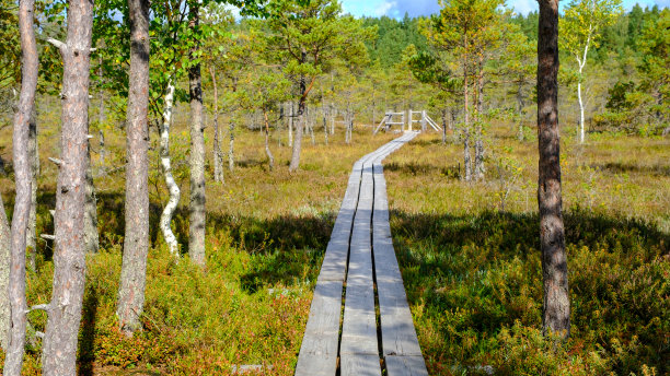 克默鲁，国家自然公园。一条穿过有小松树、沼泽植物和池塘的沼泽湿地的木路。户外远足路线和健康的生活方式。图片下载