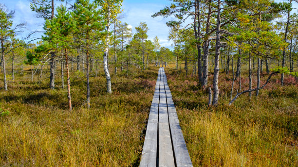 克默鲁，国家自然公园。一条穿过有小松树、沼泽植物和池塘的沼泽湿地的木路。户外远足路线和健康的生活方式。图片下载
