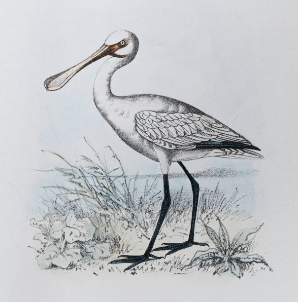 欧亚琵鹭(Platalea leucorodia) -复古彩色插图图片下载