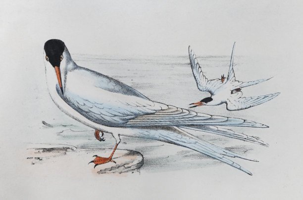 普通燕鸥(Sterna hirundo) -老式彩色插图图片下载
