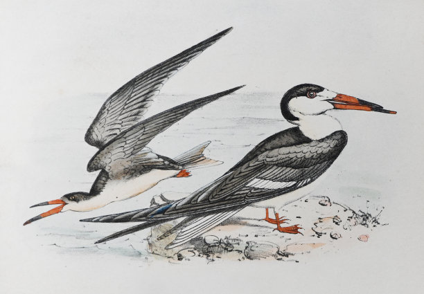 黑色撇(rynchop尼日尔)-复古色彩插图图片下载