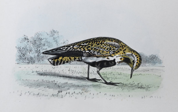 欧洲金鸻(雨属杏花)-复古色彩插图图片下载