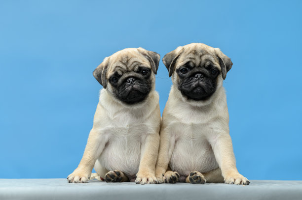 蓝色背景的工作室照片，两只哈巴狗图片下载