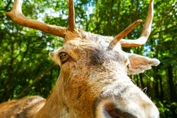 特写:森林中鹿或驯鹿的特写镜头图片下载