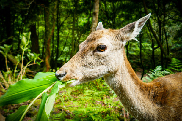 特写:森林中鹿或驯鹿的特写镜头图片下载