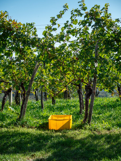 收获前的葡萄园，下面有黄色的板条箱图片下载