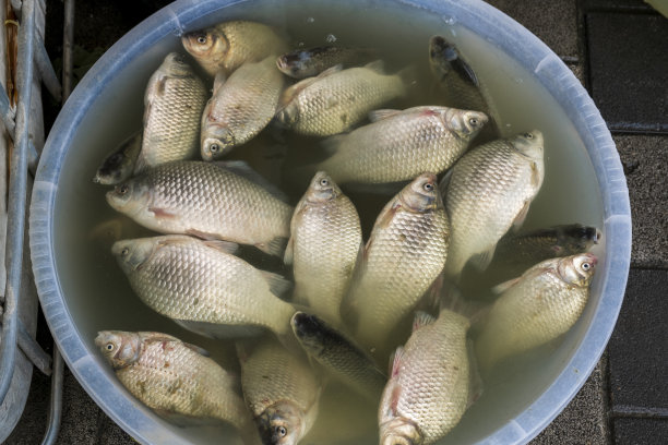 湖里钓到的鲤鱼图片下载