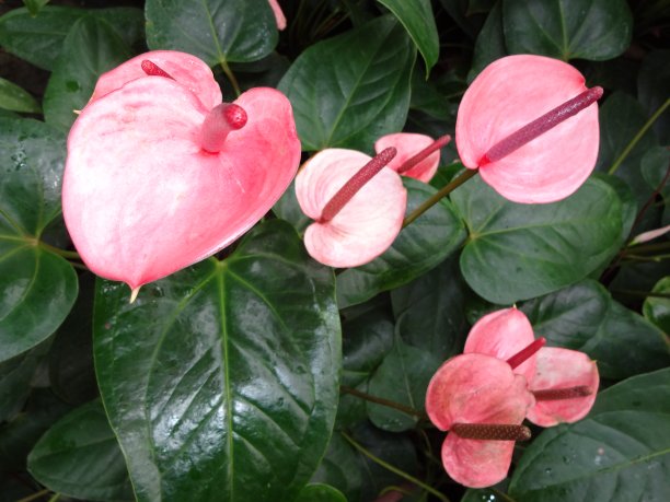 美丽的红色的花图片下载