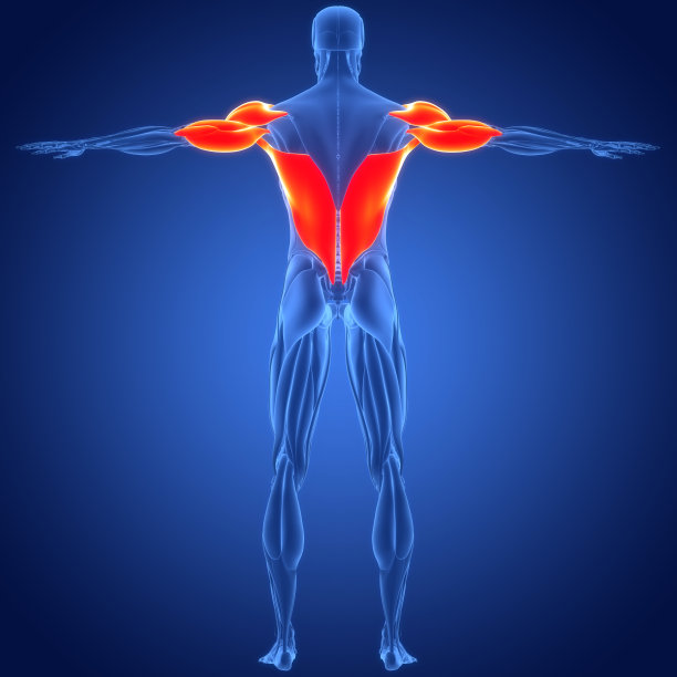 三角肌、三头肌和背阔肌肌肉解剖图片下载