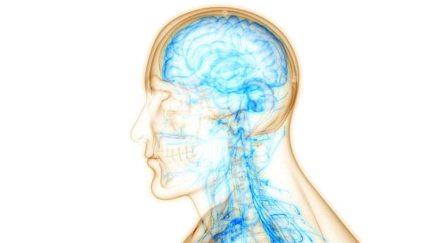 人神经系统中枢器官-脑解剖学图片下载