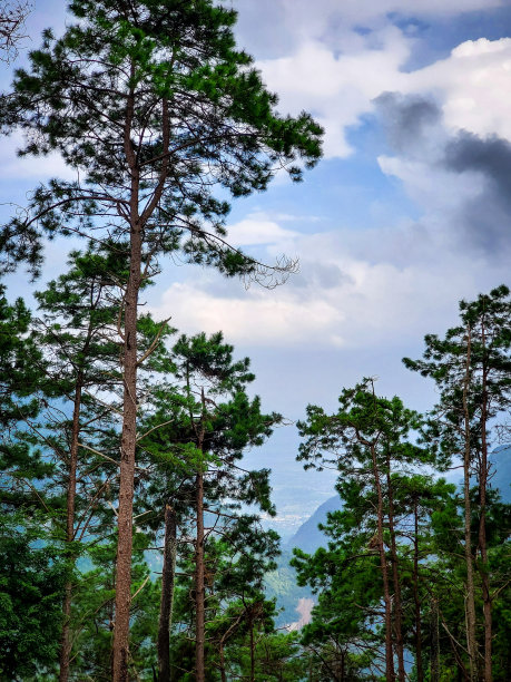山上的树图片下载