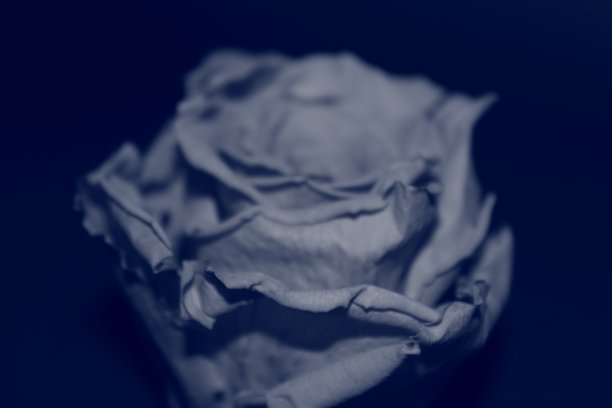 单色蓝色的干玫瑰照片图片下载