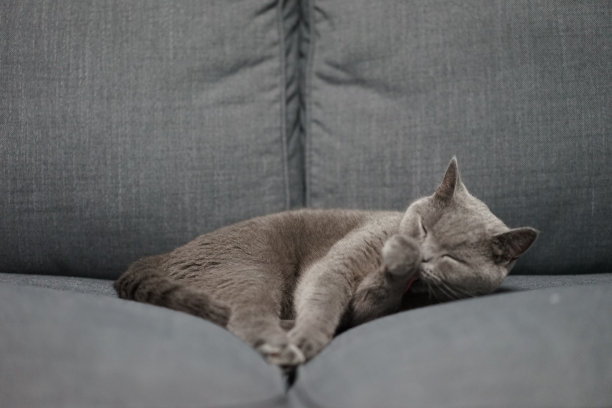 一只英国短毛蓝猫躺在沙发上图片下载